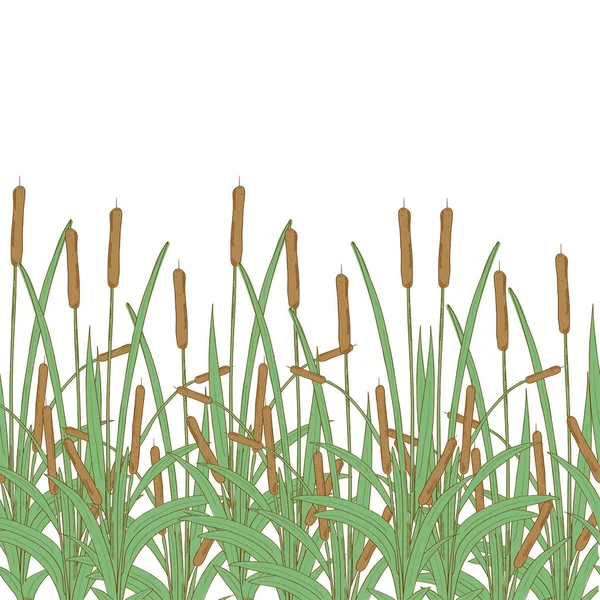 Cattail, bulrush. Textura, fundo, papel de parede, sem costura. Modelo. Cor . — Vetor de Stock