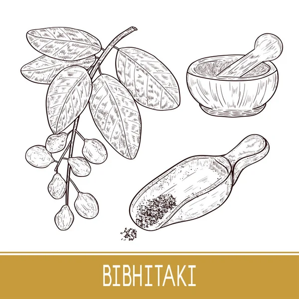 Bibhitaki. Terminalia bellirica. Rostlina. Listí, větve, ovoce, bobule. Prášek, Malta. Nastavte. Náčrt aktivní zóny. Černobílý tisk. — Stockový vektor