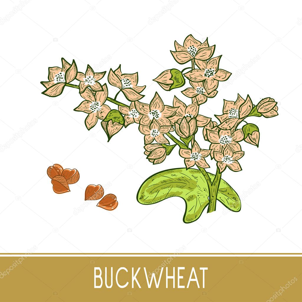 Buckwheat. Grain, flower, leaves. Sketch. Color pattern. Set