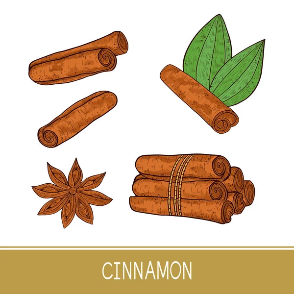 Cinnamon sticks, star anise, leaf. Sketch. Set. — Stock Vector