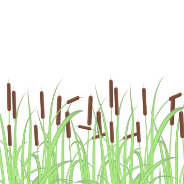 Saz, kamış, baston, bulrush. Renk. Doku, arka plan.