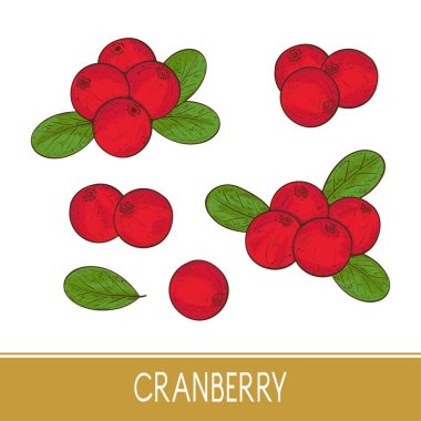 Kızılcık. Berry, yaprakları. Ayarlayın. Kroki.