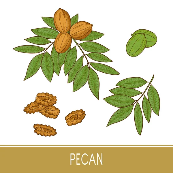 Pecan. Planta. Una locura. Fruta, hojas, rama. Boceto. Listos. Color. — Vector de stock