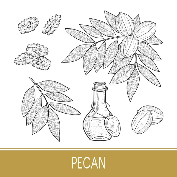 Pecan. Plant. Nut. Fruit, leaves, branch. Bottle with oil. Sketch. Set. — Stock Vector