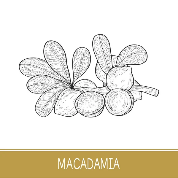 Macadamia. Plant. Blad, tak, fruit. Schets. — Stockvector