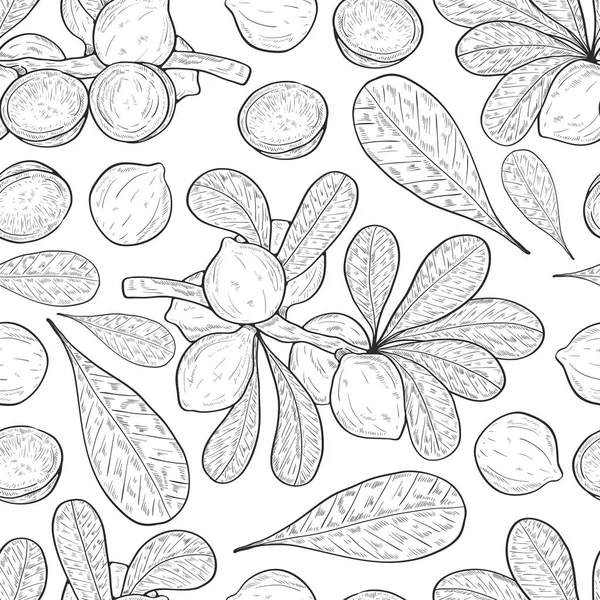 Macadamia. Planta. Fruta, hojas, rama. Fondo, textura, fondo de pantalla, sin costuras. Esbozo . — Vector de stock
