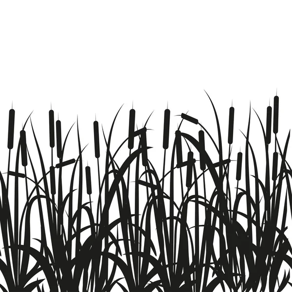 Sedge Reed Cane Bulrush Black Silhouette White Background — Stock Vector