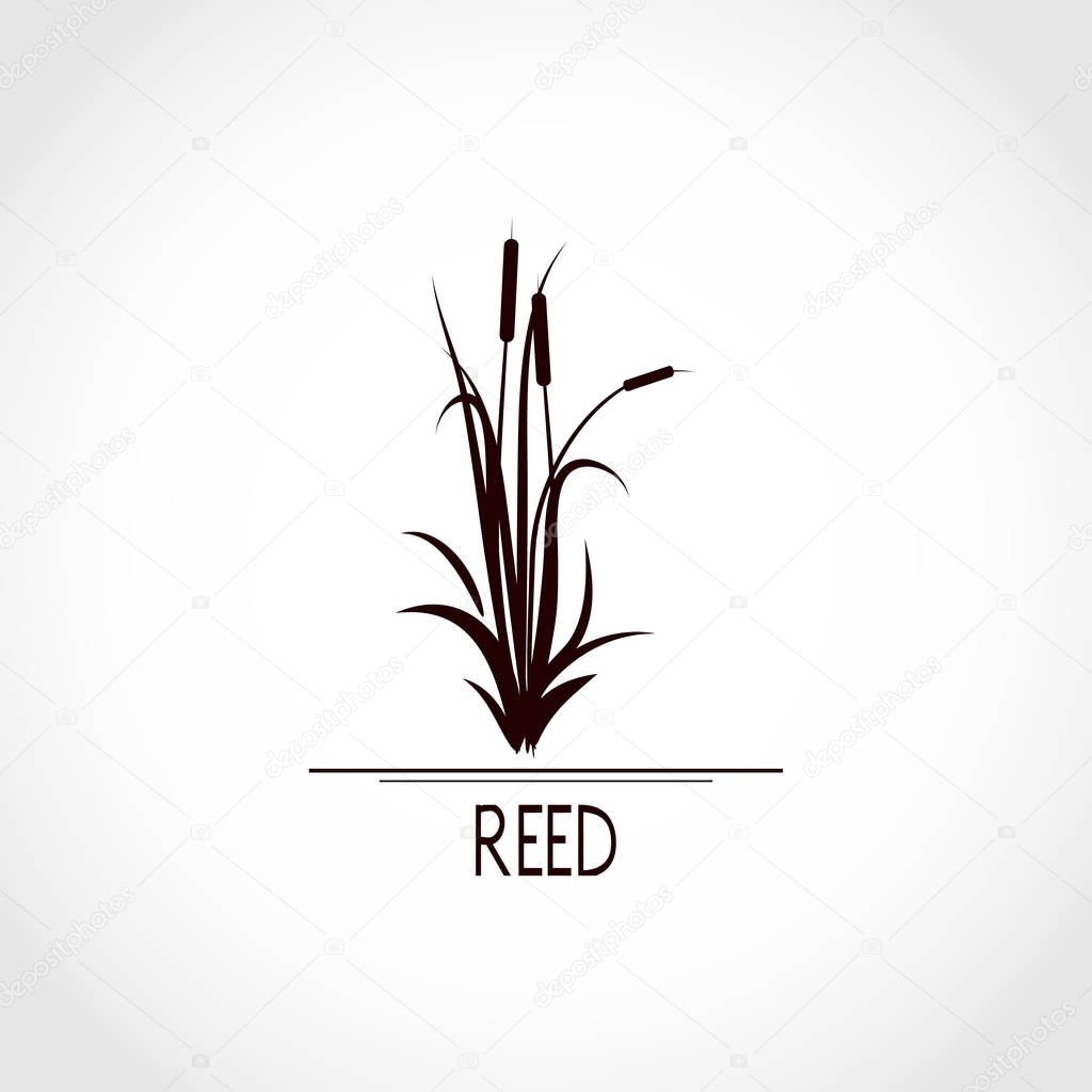 Sedge, reed, cane, bulrush. Set. Black silhouette on white background. Logo, emblem, sign, symbol