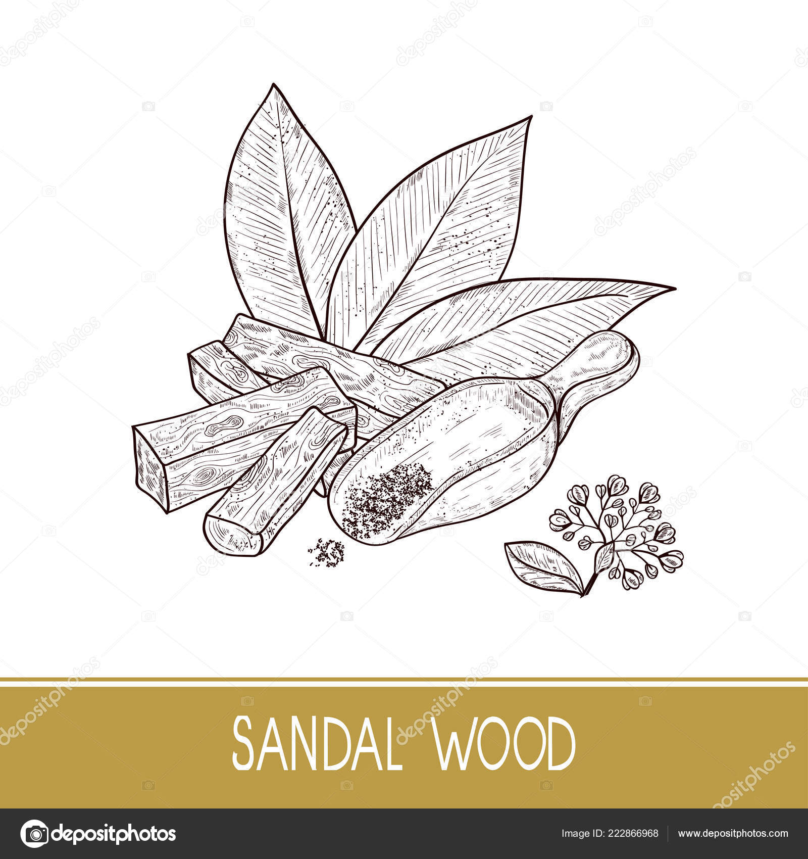 Sandal Wood Leaf Flower Powder Bacillus Spoon Monochrome Sketch On A White Background Stock Vector Image By C Kosolga