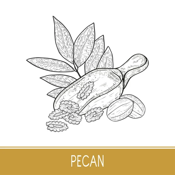 Pecan. Plante. Écrou. Fruits, feuilles, branches. Scoute. Croquis . — Image vectorielle