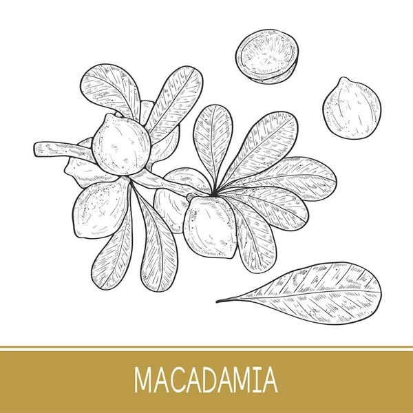 Macadamia. Planta. Hoja, rama, fruta. Boceto. Conjunto — Archivo Imágenes Vectoriales