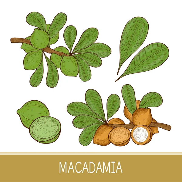 Macadamia. Plant. Leaf, branch, fruit. Sketch. Set. Color — Stock Vector