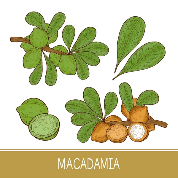 Macadamia. Bitki. Yaprak, dal, meyve. Kroki. Ayarlayın. Renk