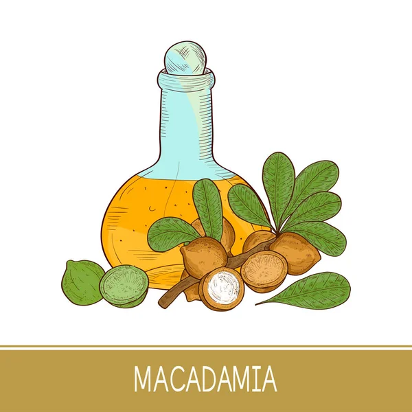 Macadamia. Fruta, hojas, rama. Boceto. Botella con aceite. Color. — Vector de stock
