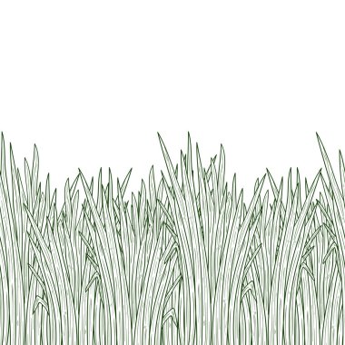 Vetiver. Bitki. Yaprak, kök. Arka plan, duvar kağıdı, sorunsuz. Kroki. Tek sesli.