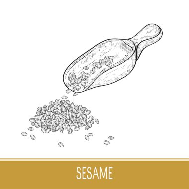 Susam. Tohum, kepçe. Yaprakları, tahıl, tohum. Kepçe. Kepçe. Kroki. Beyaz bir arka plan üzerinde. Tek renkli.