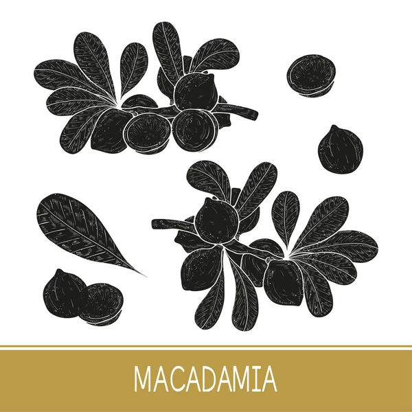 Macadamia. Planta. Hoja, rama, fruta. Listos. Silueta negra sobre fondo blanco . — Archivo Imágenes Vectoriales