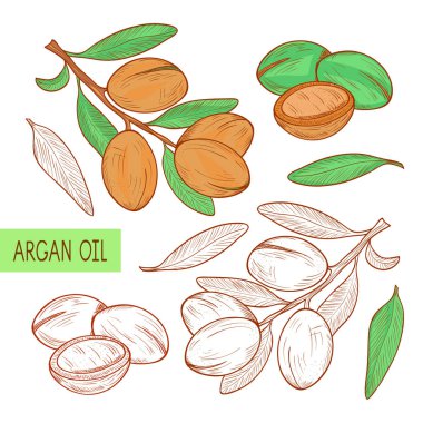Argan. Bitki. Dal, meyve, leavesl. Kroki. Ayarlayın. Siyah-beyaz renk desen.