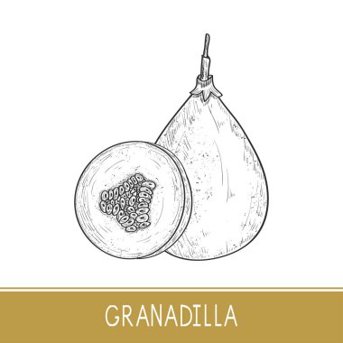 Granadilla. Meyve. Kroki. Beyaz bir arka plan üzerinde. Tek renkli.