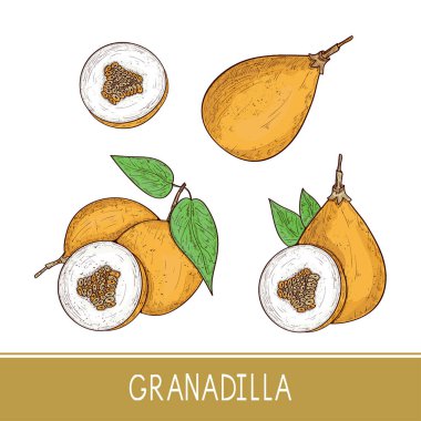 Granadilla. Meyve. Kroki. Beyaz bir arka plan üzerinde. Renk. Ayarla