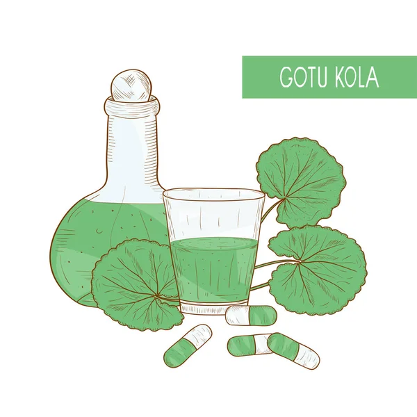 Gotu kola, schets. Een plant, een glazen fles, capsule, met een tinctuur. Kleurenafbeelding — Stockvector