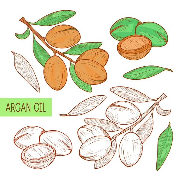 Argan. Bitki. Dal, meyve, leavesl. Kroki. Ayarlayın. Siyah-beyaz renk desen.