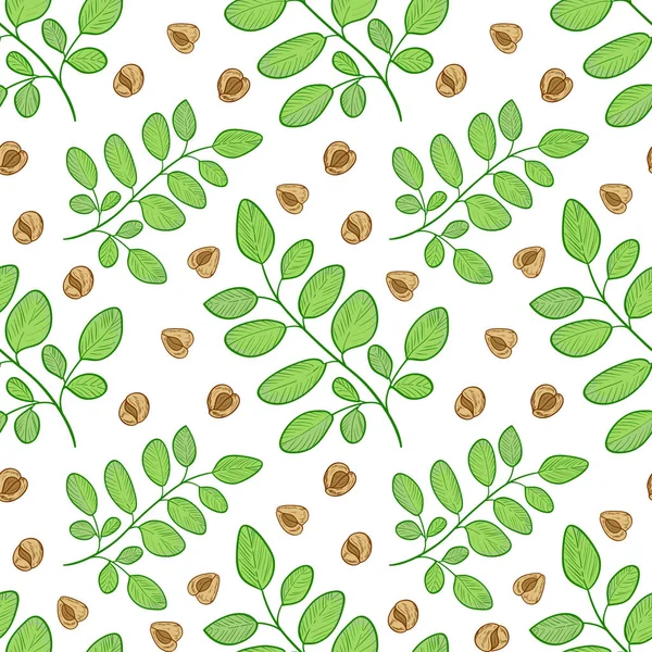 Moringa입니다. 식물 씨앗입니다. 배경, 배경 화면, 완벽 한입니다. 스케치. — 스톡 벡터