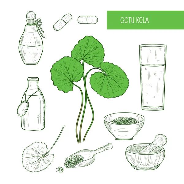Gotu コーラ、スケッチ。植物、モルタル、取鍋、瓶、カプセル、チンキとガラス。セット — ストックベクタ