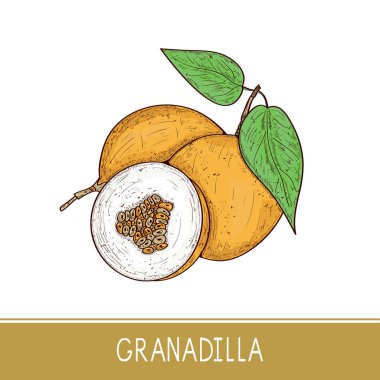 Granadilla. Egzotik meyve. Kroki. Beyaz bir arka plan üzerinde. Renk.