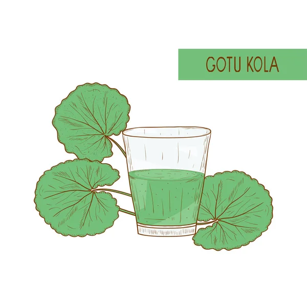 GotU kola. Φύλλα. Γυαλί με βάμμα. Σκίτσο. Εικονογράφηση χρώμα σε άσπρο φόντο. — Διανυσματικό Αρχείο