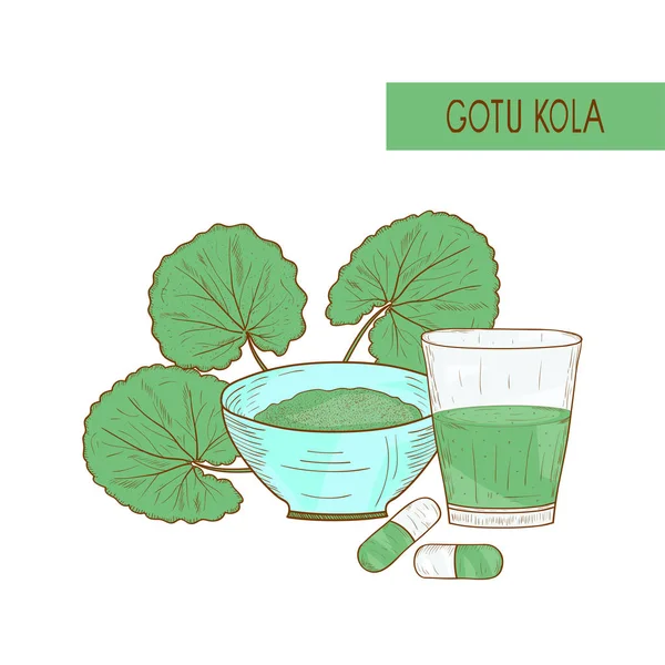Gotu コーラ、スケッチ。植物の葉。チンキ、ボウル、カプセルのガラス。カラー画像 — ストックベクタ