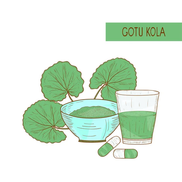 Gotu Kola, schizzo. Una pianta, foglie. Vetro con tintura, ciotola, capsule. Immagine a colori — Vettoriale Stock