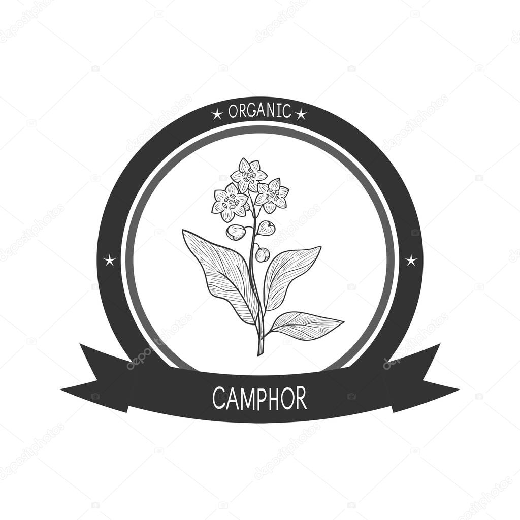 Camphor. Plant. Leaves, flower. Sketch. Logo, sticker, emblem. Monochrome.