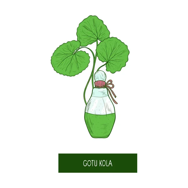 Gotu kola. eine Pflanze, Blätter. Flasche, Parfüm. Skizze. — Stockvektor