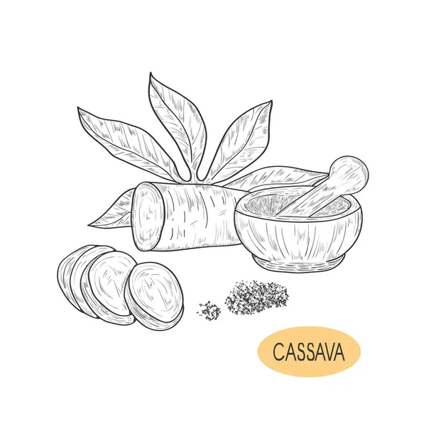 Cassava. Tuber,  leaves.  Mortar. Sketch. On a white background. — Stock Vector