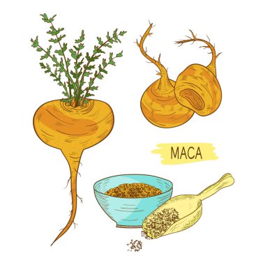 Maca. Yumru. Toz. Kroki. Renk desen.