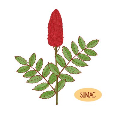 Sumak. Bitki. Önümüzdeki, bırakır. Kroki. Beyaz bir arka plan üzerinde.