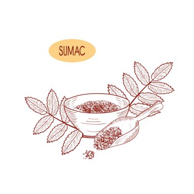 Sumak. Şube yaprakları ile. Baharat ve kaşık ile top. Kroki. Beyaz bir arka plan üzerinde. Tek sesli