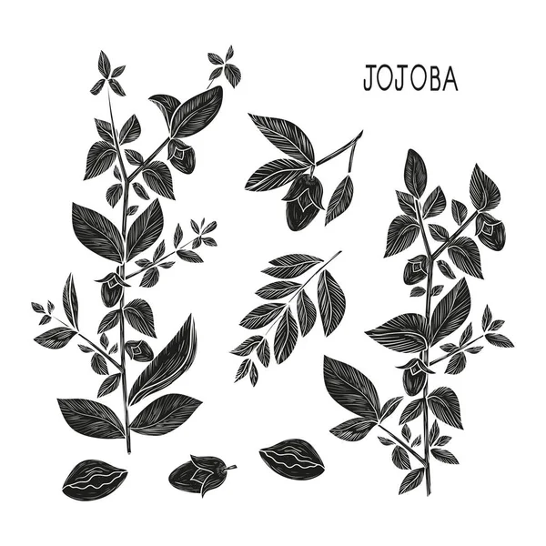 Jojoba Rama Hojas Fruta Listos Silueta Negra Sobre Fondo Blanco — Archivo Imágenes Vectoriales