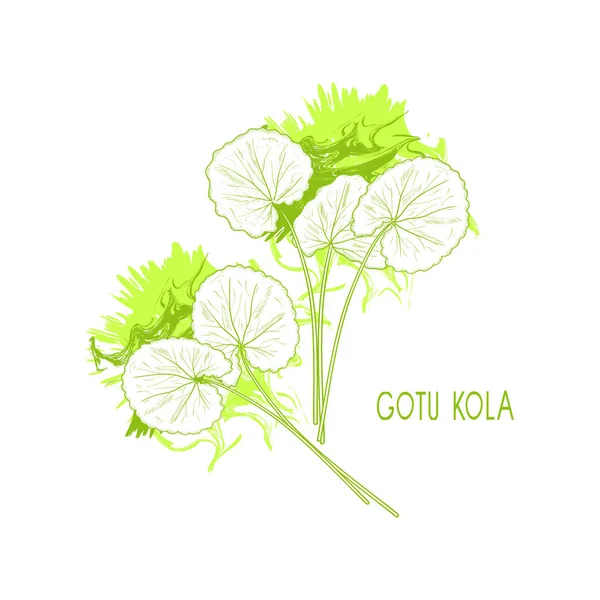 GotU kola. Rostlina. Listy. Náčrt aktivní zóny. Zelená. — Stockový vektor