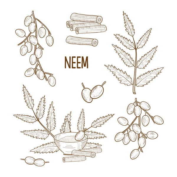 Neem. Folhas, fruta, raiz, tigela com pó. Esboço. Monocromático, definido — Vetor de Stock