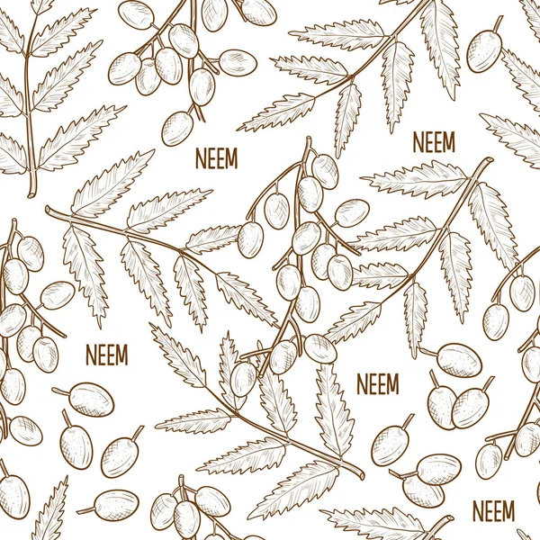 Neem, sketch. Leaves and fruits. Monochrome. Background, wallpaper, seamless — Stock Vector