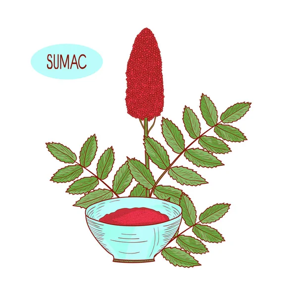 Sumak. Plant en kom met kruiden. Schets. Op een witte achtergrond. — Stockvector