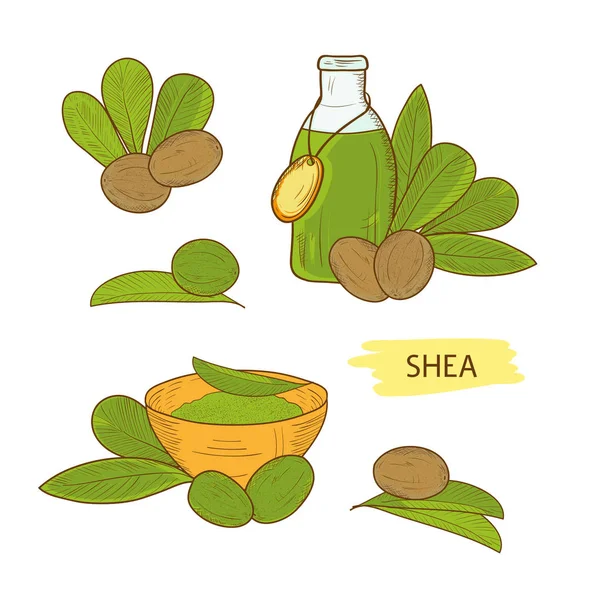 Shea. Daun, minyak esensial, kacang shea, bubuk. Sketsa - Stok Vektor