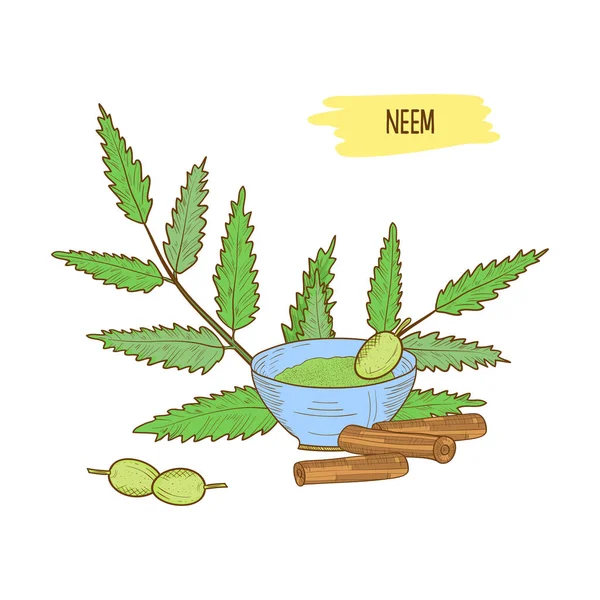 Neem. Hojas, fruta, raíz, tazón con polvo. Esbozo . — Vector de stock