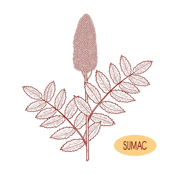 Sumac. Planta. Boceto. Sobre un fondo blanco. Monofónico — Archivo Imágenes Vectoriales