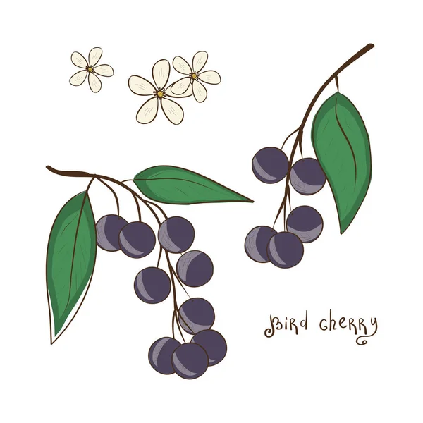 Prunus. Bacche e fiori. Pronti. Schizzo . — Vettoriale Stock