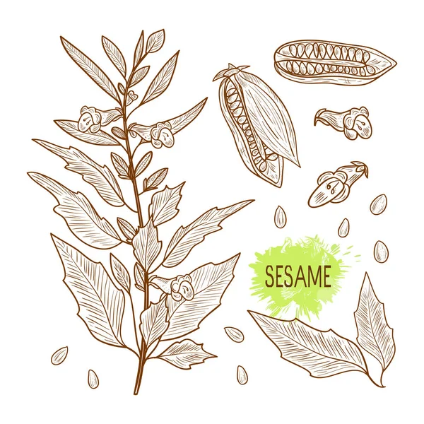 Sésamo. Planta. Feto. Semilla. Se va. Boceto. Listos. Monocromo — Vector de stock