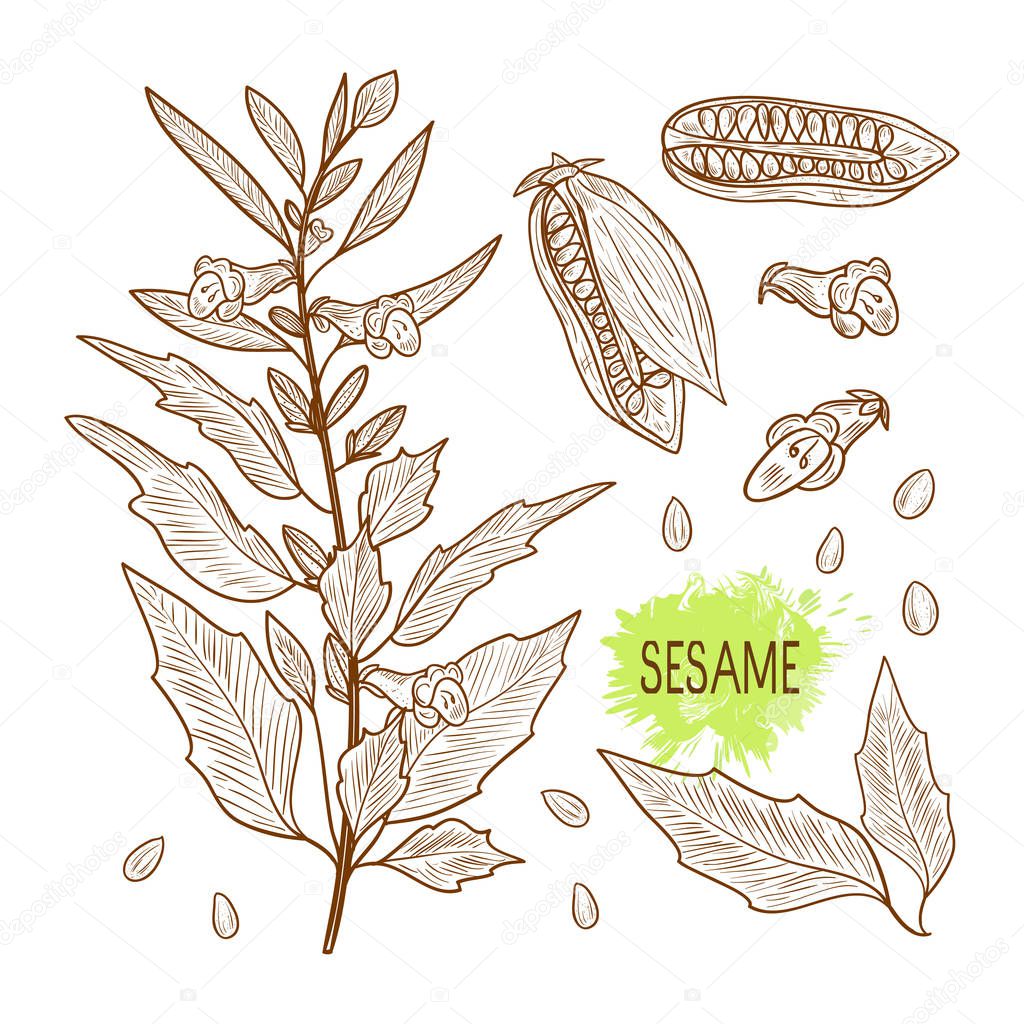 Sesame. Plant. Fetus. Seed. Leaves. Sketch. Set. Monochrome