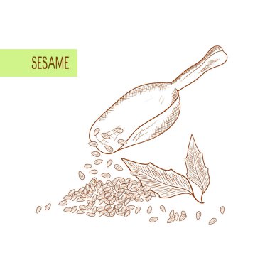 Susam. Yaprakları, tahıl, tohum. Kepçe. Kepçe. Kroki. Beyaz bir arka plan üzerinde. Tek renkli.